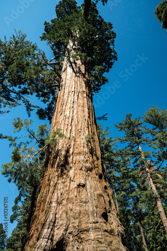 Sequoia Sentinal © James Mattil
