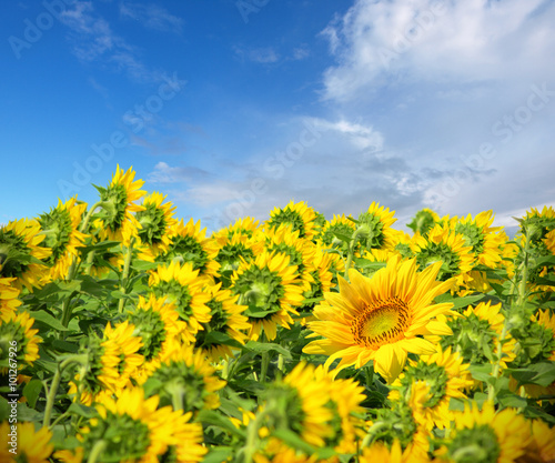 Beautiful sunflowers against blue sky