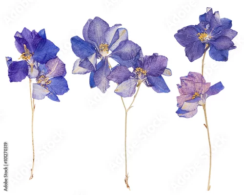 Naklejka na ścianę Kwiaty prasowane, na białym tle