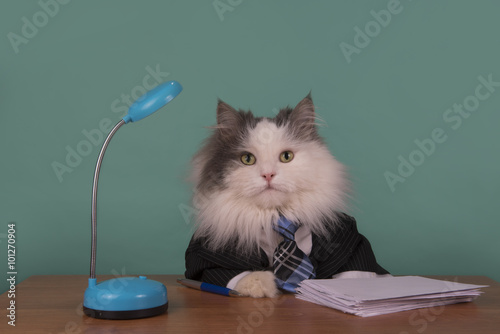 Fototapeta Naklejka Na Ścianę i Meble -  cat manager in a suit sitting in the office