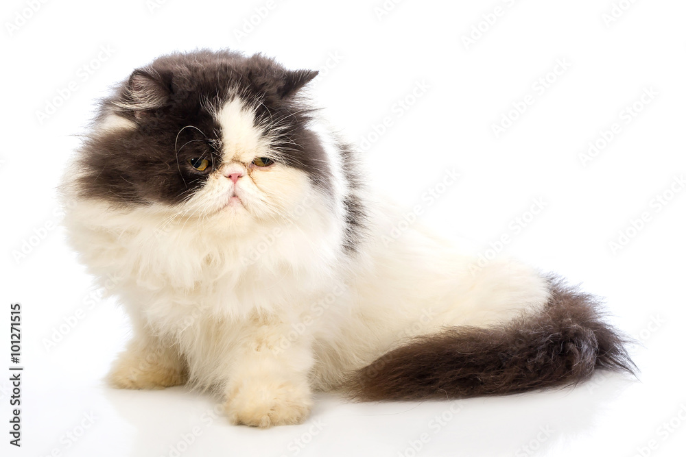 Persian cats on white background Persian cats on white background