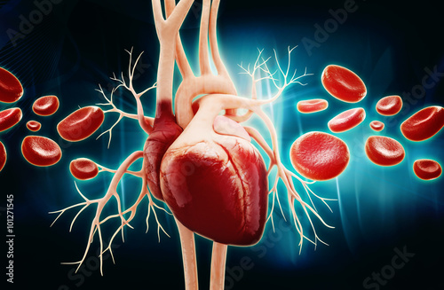 Anatomy of Human Heart and blood cells photo