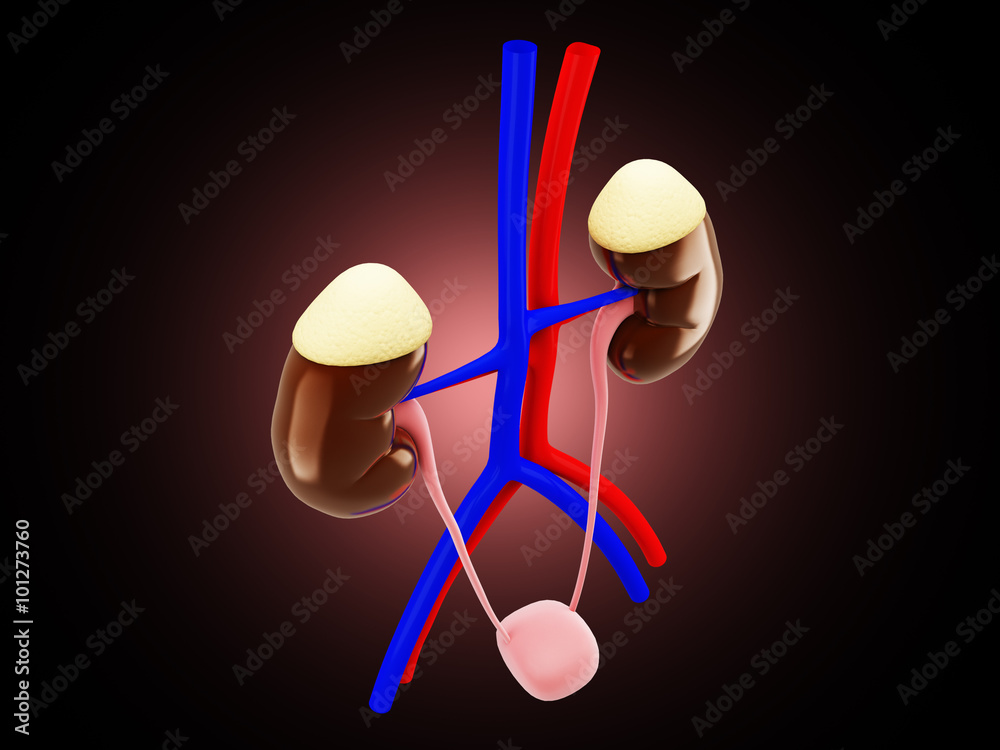 Human kidney structure Human kidney structure