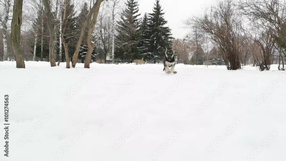 Funny German Shepherd puppy catches up with man Funny German Shepherd puppy catches up with man