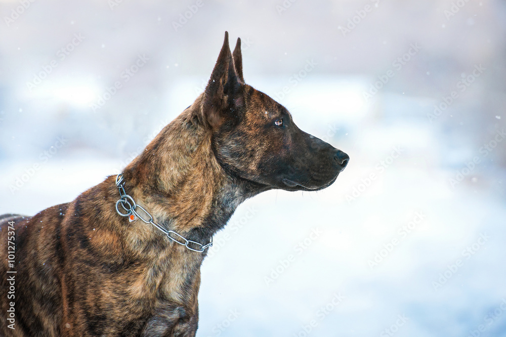 Portrait of dutch shepherd dog in winter