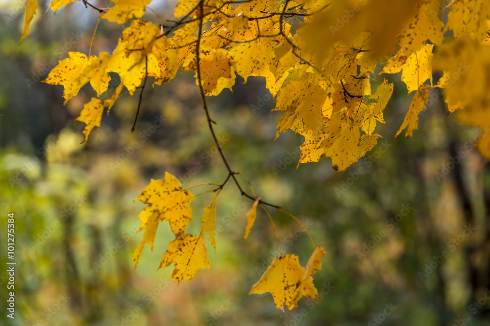 abstract view of colorful fall foliage abstract view of colorful fall foliage