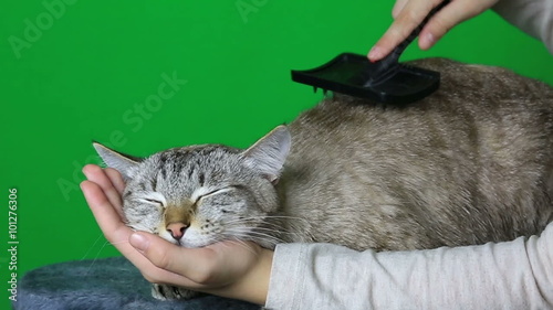 Combing hair cat after washing.