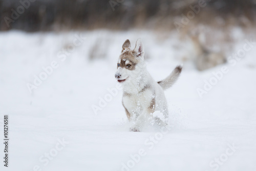 Running husky puppy