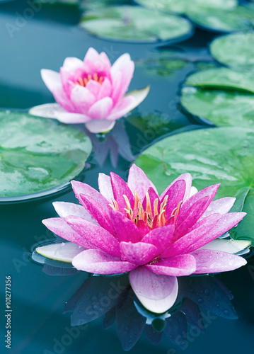 Close up beautiful Pink Lotus  water lily