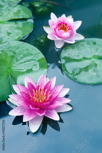 Close up beautiful Pink Lotus, water lily