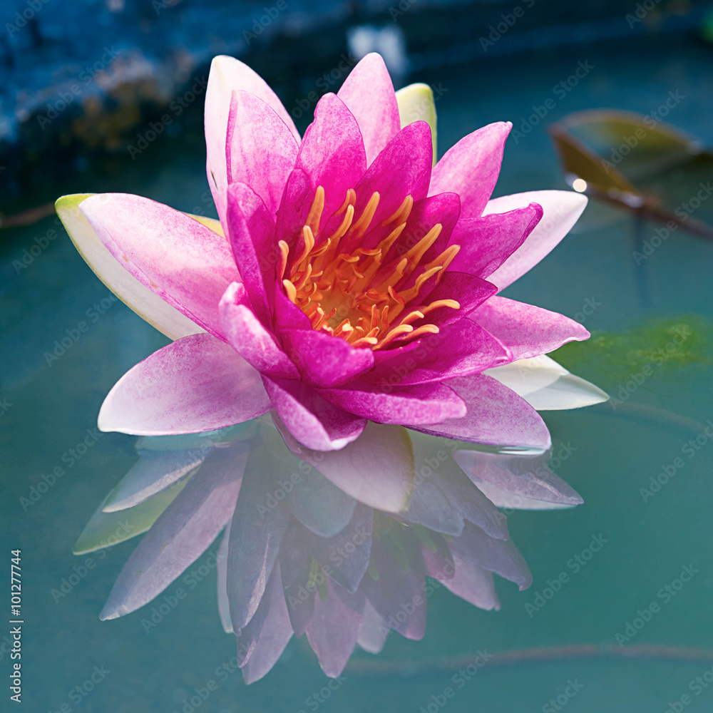 Close up beautiful Pink Lotus, water lily Close up beautiful Pink Lotus, water lily