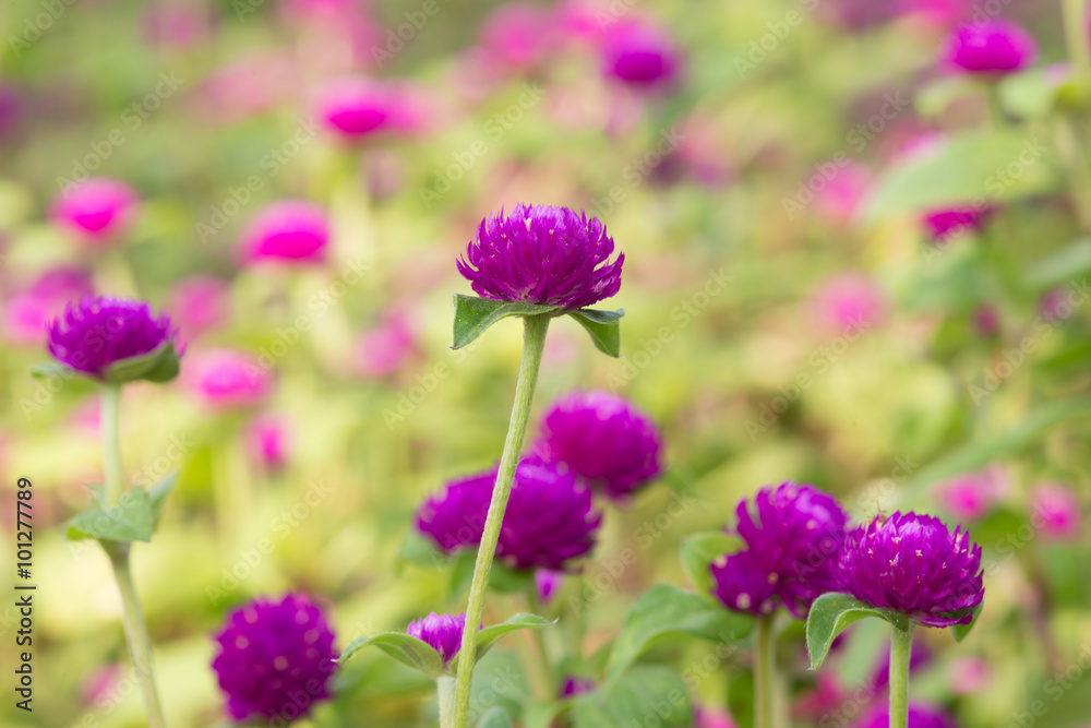 globe amaranth beauty Flower, Bachelor Button globe amaranth beauty Flower, Bachelor Button