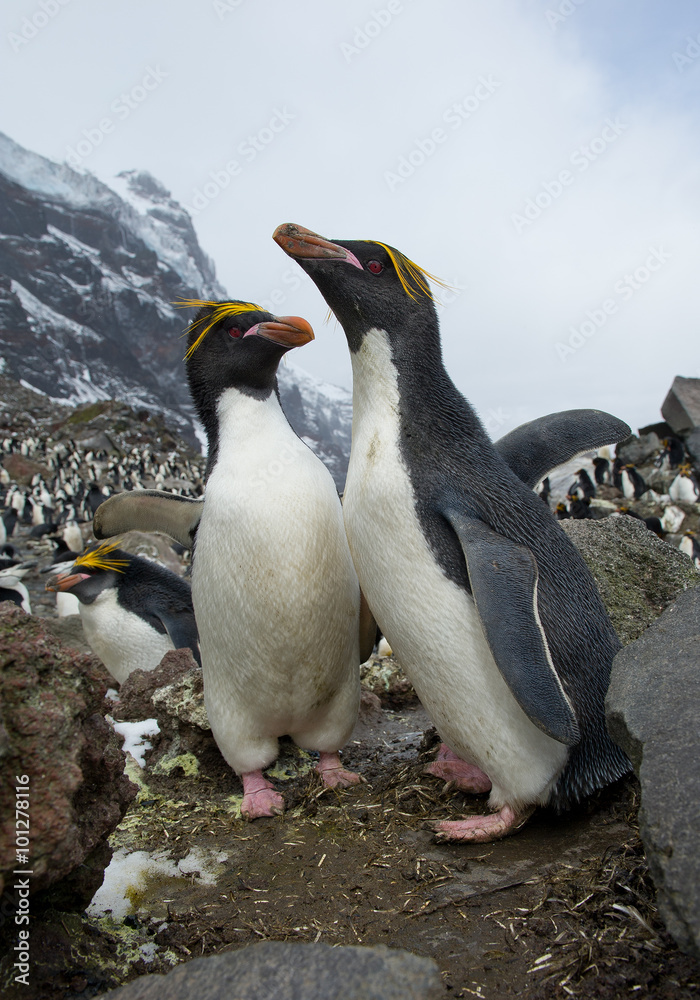 Obraz premium Pair of macaroni penguins standing on the rock, ready to mate, with colony and rocky mountain in background, South Sandwich Islands, Antarctica
