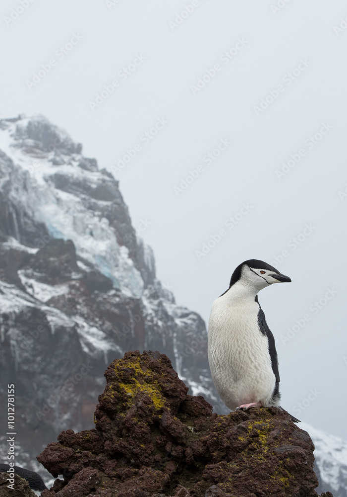 One chinstrap penguin standing on the lava rock, looking at the sea, rocky mountain in the background, South Sandwich Islands, Antarctica One chinstrap penguin standing on the lava rock, looking at the sea, rocky mountain in the background, South Sandwich Islands, Antarctica