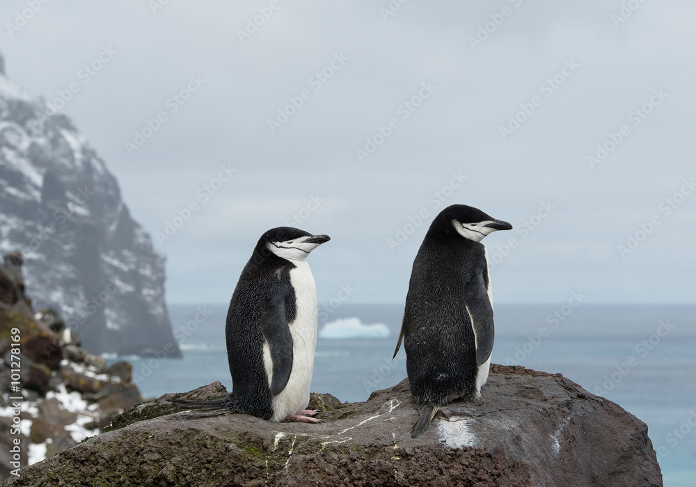 Obraz premium Pair of chinstrap penguins on the rock, looking at the sea, with rock in background, South Sandwich Islands, Antarctica