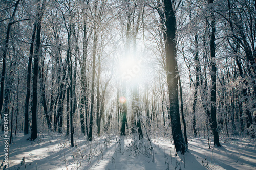 Sunset in the wood between the trees strains in winter period © F8  \ Suport Ukraine