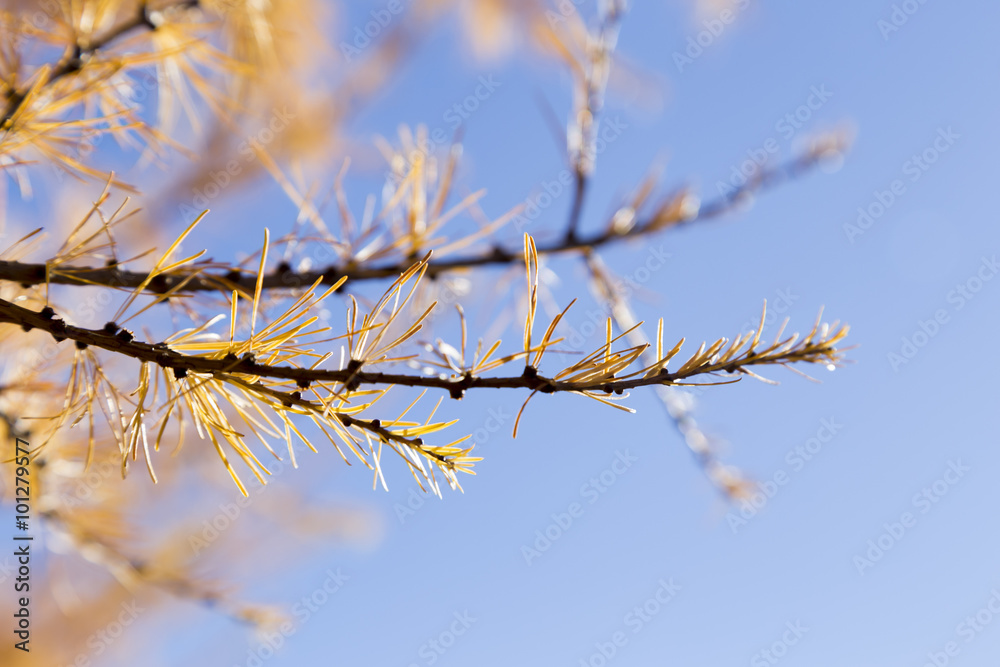 yellow tamarack larch tree in autumn against blue sky