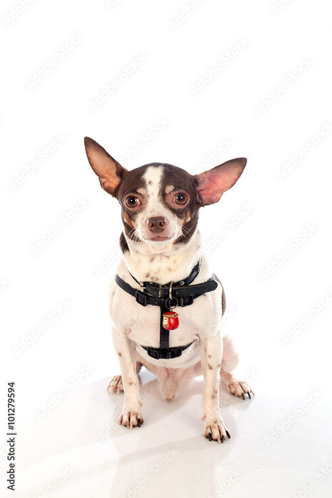 chihuahua dog on white background chihuahua dog on white background