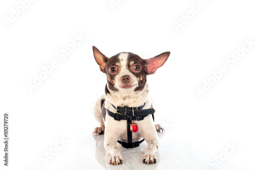 chihuahua dog on white background © iamaimmy