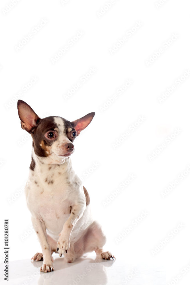 chihuahua dog on white background
