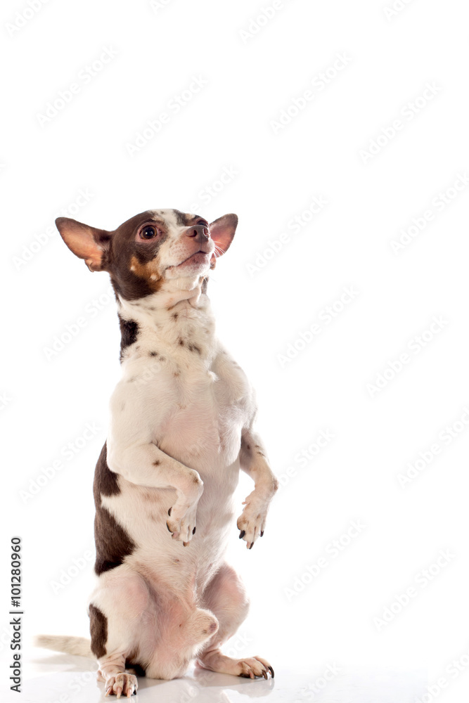chihuahua dog on white background