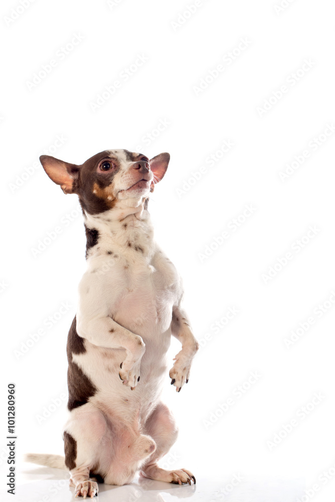 chihuahua dog on white background chihuahua dog on white background