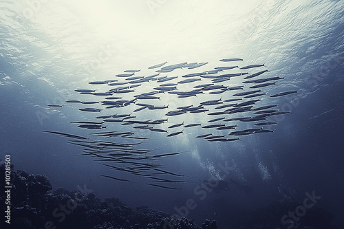 school of fish in the sea Underwater