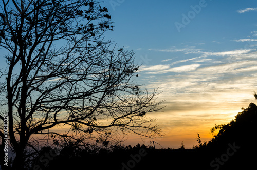 morning sunrise with tree and mountains silhouette