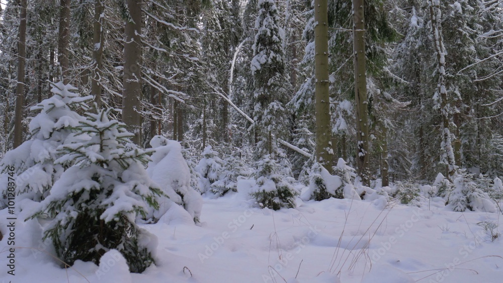 Trees cover by deep snow. Winter landscape Trees cover by deep snow. Winter landscape