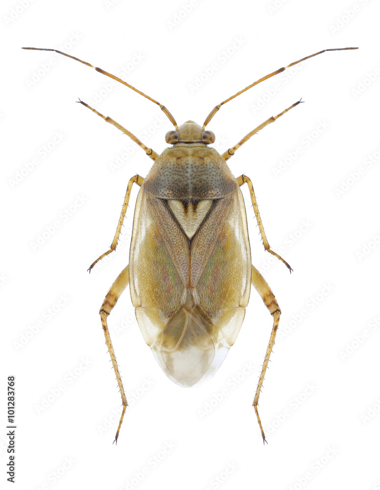 Bug Lygus pratensis Bug Lygus pratensis