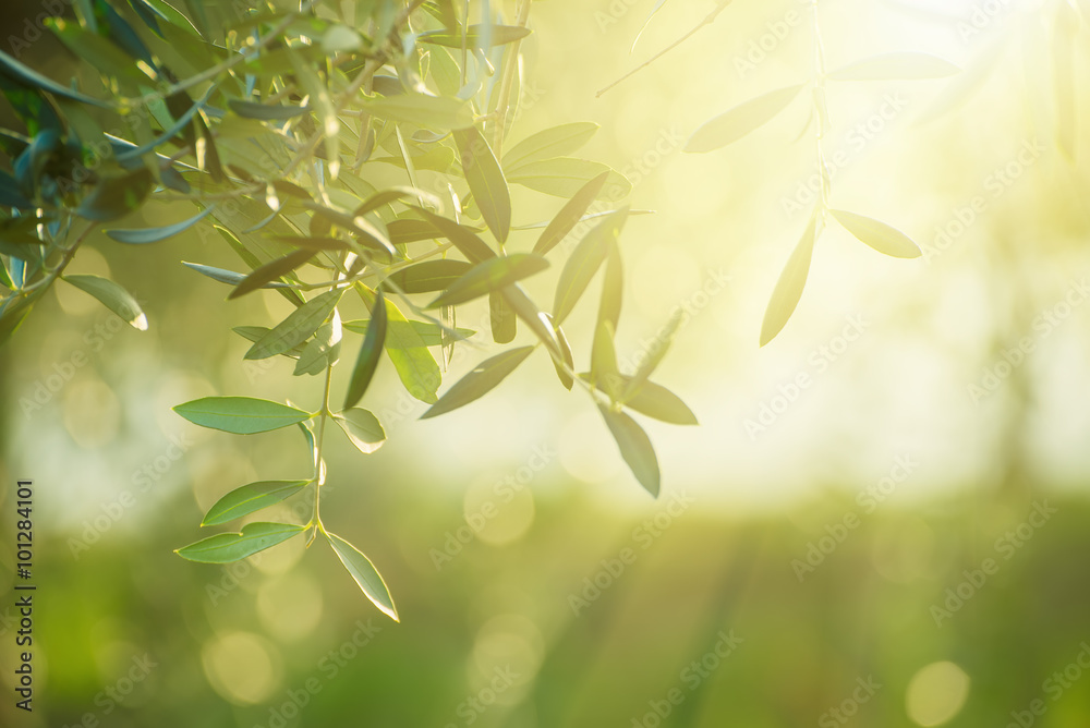 Fototapeta premium Olive tree with leaves, natural sunny agricultural food background 