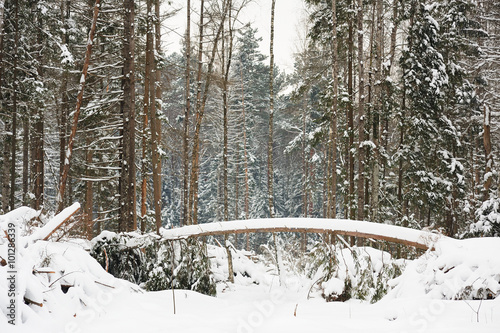 Young pine trees in deep snow in Orlovskoye Polesie National par photo