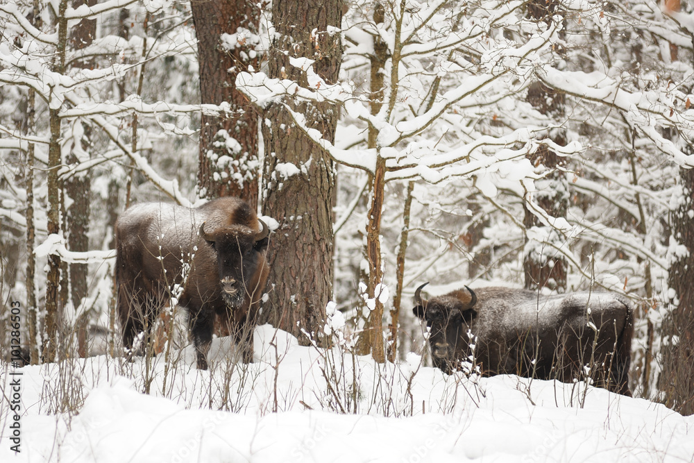 European bison family hiding in woods in winter in Orlovskoye Po European bison family hiding in woods in winter in Orlovskoye Po