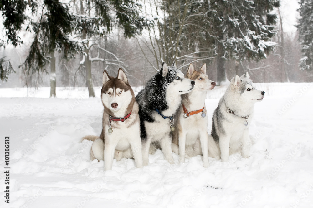 Group of dogs in snow drifts. husky Hamming. age 3 years Group of dogs in snow drifts. husky Hamming. age 3 years