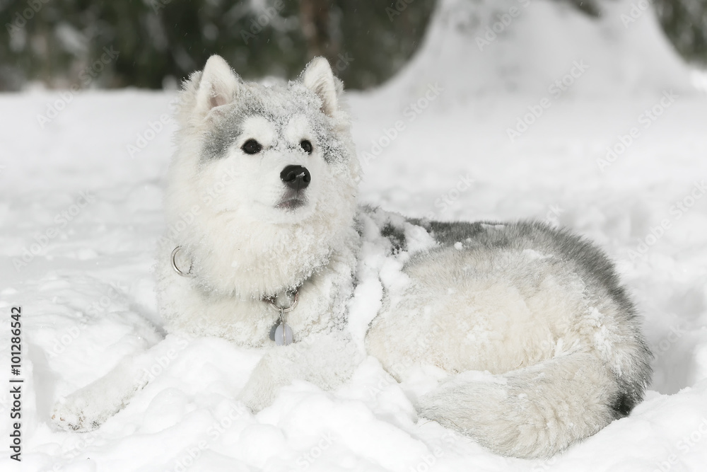 Obraz premium beautiful fluffy husky puppy laying in snow. white color