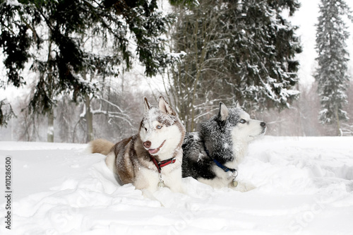 two adult dogs play in the snow snow husky. age 3 years