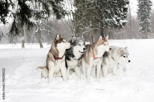 group of four dogs in the snow drifts. husky. age 3 years