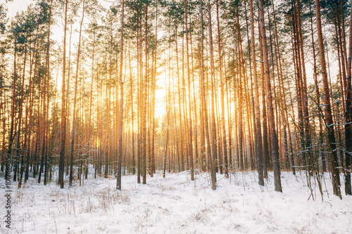 Sunset sunrise in beautiful winter snowy forest © Grigory Bruev