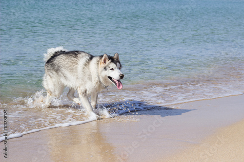 Husky dog running on sea beach in water