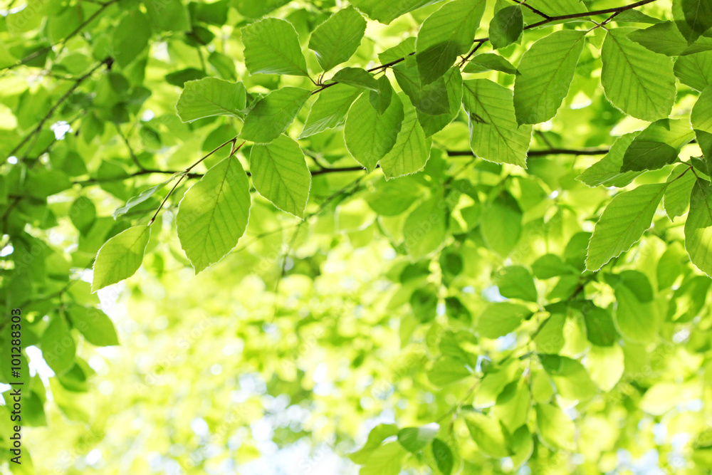 Blätter im Sonnenschein Blätter im Sonnenschein