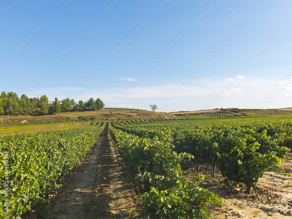 View of a wineyard in la rioja, Spain