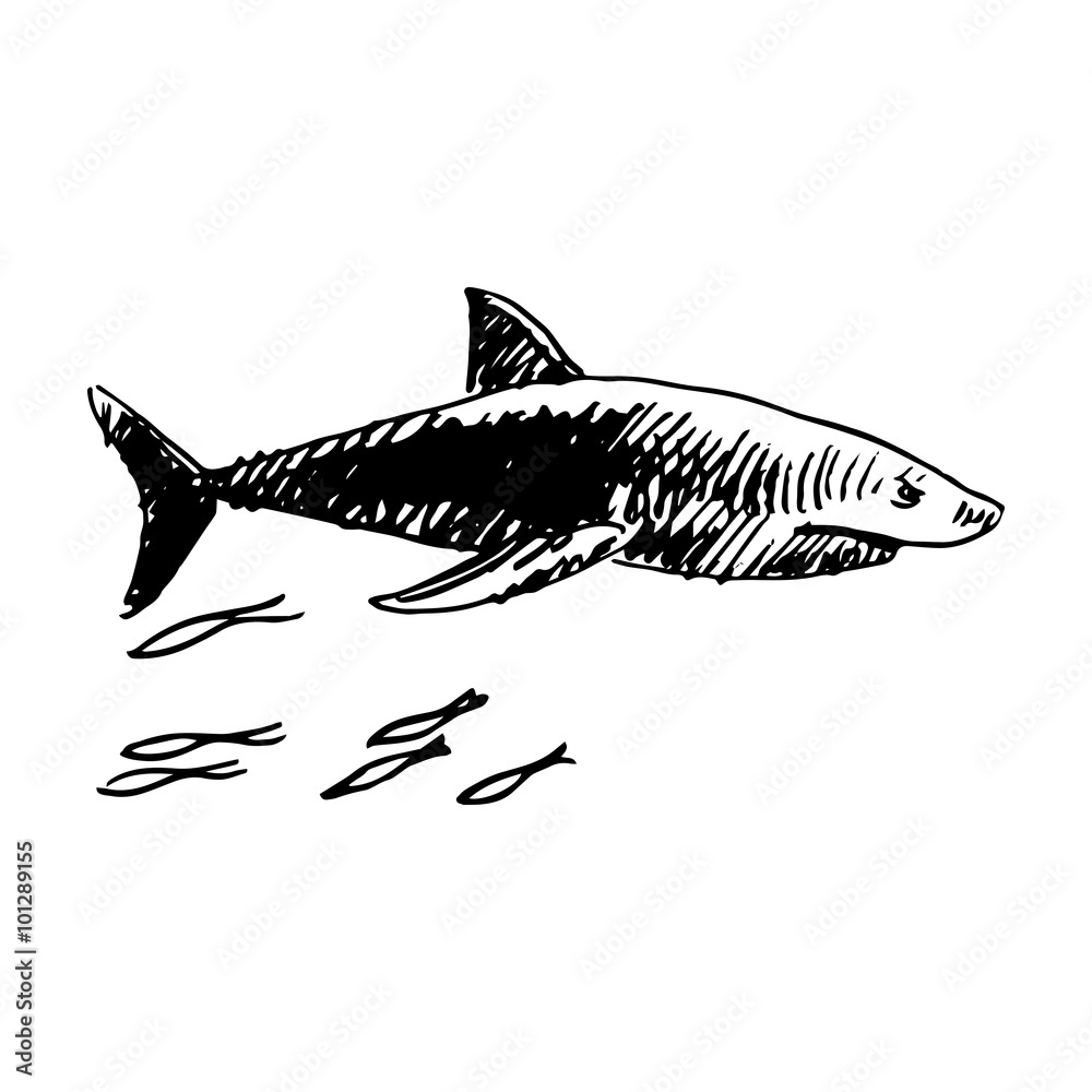 Fototapeta premium Shark. Vector sketch