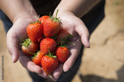 fresh strawberries in human hand