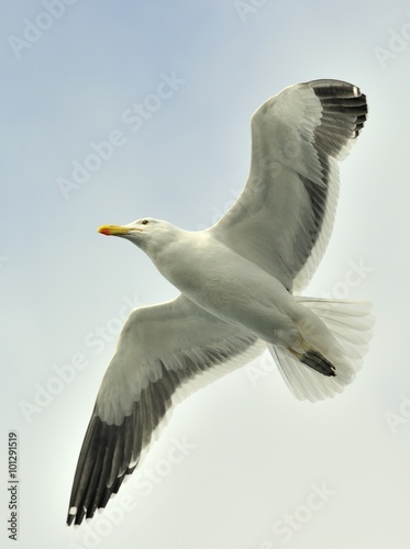 Fototapet Kelp gull (Larus dominicanus), also known as the Dominican gull