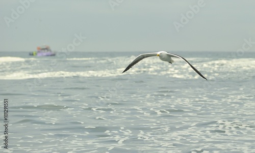 Kelp gull  Larus dominicanus   also known as the Dominican gull