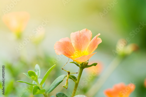 Sunset with flower. Soft Focus