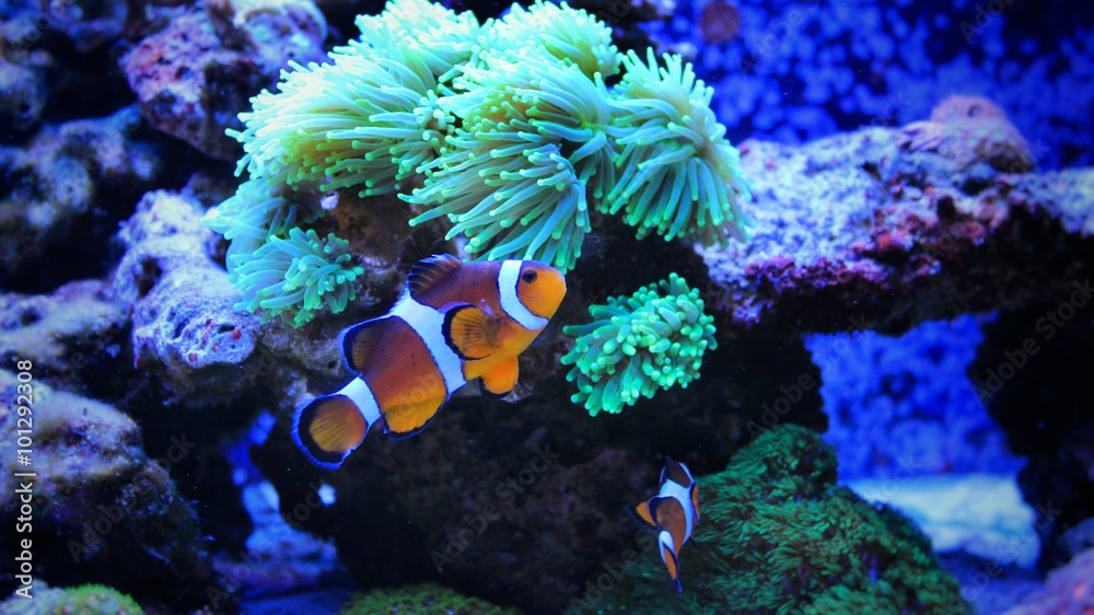 Obraz premium Ocellaris Clownfish (Amphiprion ocellaris)