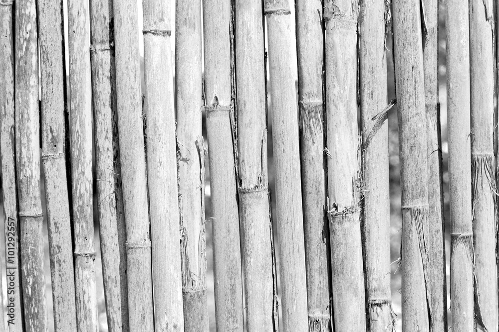 texture bamboo wood and plant in the abstract background texture bamboo wood and plant in the abstract background