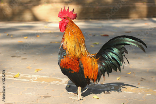 The bantam cock / rooster crowing in the outdoor area Fototapeta
