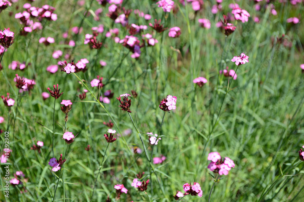Dianthus carthusianorum (Carthusian Pink) Dianthus carthusianorum (Carthusian Pink)